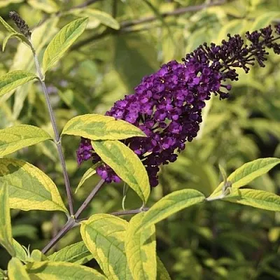 Буддлея давида САНТАНА   Буддлея давида САНТАНА  в Костроме