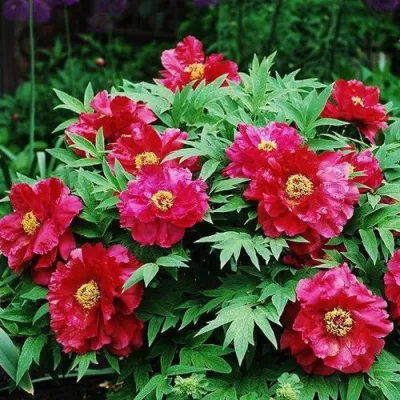 Пион КРАСНЫЙ ЛОТОС древовидный в Костроме