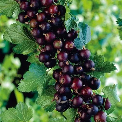 Йошта в Костроме