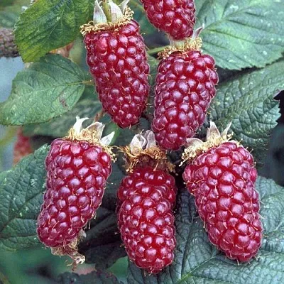 Ежемалина ТАЙБЕРРИ  Ежемалина ТАЙБЕРРИ в Костроме