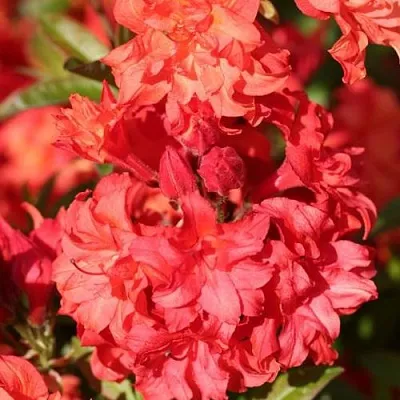 Азалия ФОЙЕРКОПФЕН крупноцветковая  Азалия ФОЙЕРКОПФЕН крупноцветковая в Костроме