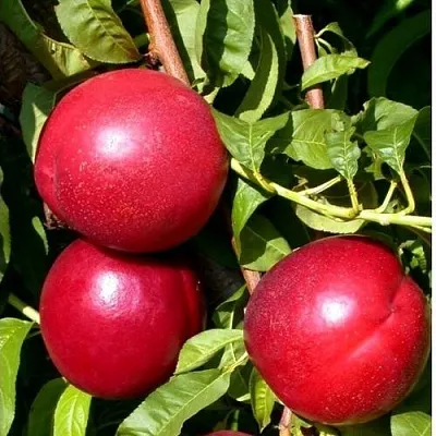 Нектарин ХАРКО  Нектарин ХАРКО в Костроме