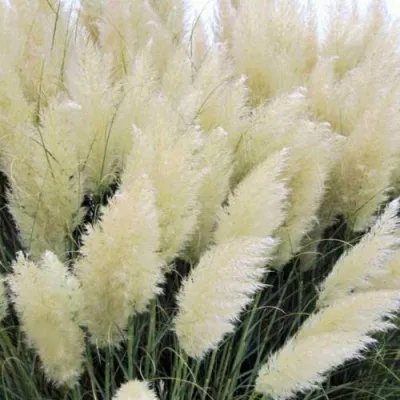 Кортадерия белая (пампасная трава) в Костроме