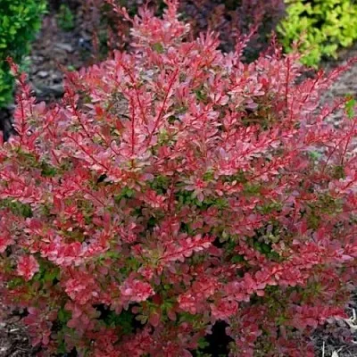 Барбарис ГОЛДЕН РИНГ тунберга  Барбарис ГОЛДЕН РИНГ тунберга в Костроме