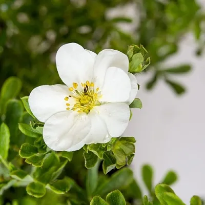 Лапчатка СНОУБЕРД кустарниковая  Лапчатка СНОУБЕРД кустарниковая в Костроме