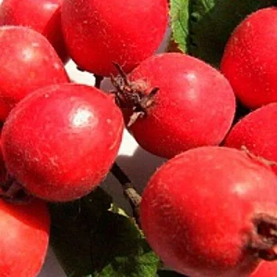 Боярышник КРУПНОПЛОДНЫЙ  Боярышник КРУПНОПЛОДНЫЙ в Костроме