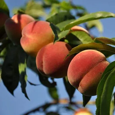 Персик ДАЧНЫЙ  Персик ДАЧНЫЙ в Костроме