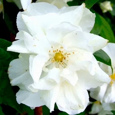 Жасмин РОЗАЦЕ  Жасмин РОЗАЦЕ в Костроме