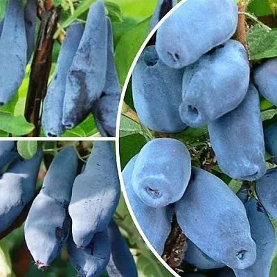 Комплект СИЯНИЕ ГЛАЗ в Костроме