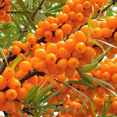 Облепиха в Костроме