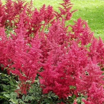 Астильба СКАЙСКРЕЙПЕР китайская в Костроме