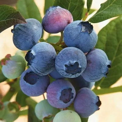 Голубика ОСОРНО  Голубика ОСОРНО в Костроме