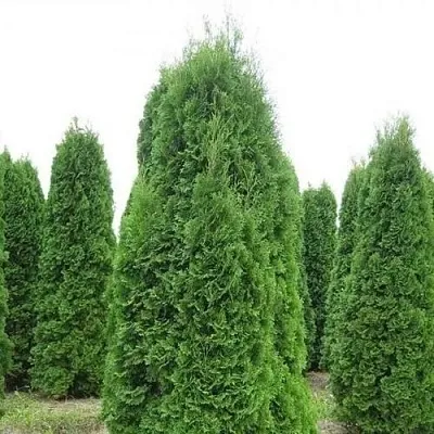 Туя КОЛУМНА западная  Туя КОЛУМНА западная в Костроме