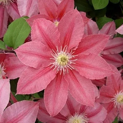 Клематис ЛИТЛ МЕРМЕЙД  Клематис ЛИТЛ МЕРМЕЙД в Костроме