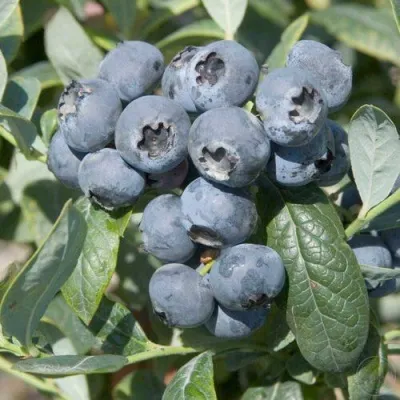 Голубика БРИГИТТА — описание сорта Голубика БРИГИТТА в Костроме