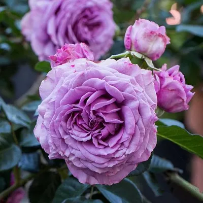 Саженцы роз СИЛЬВЕР КВИК плетистая  Саженцы роз СИЛЬВЕР КВИК плетистая в Костроме