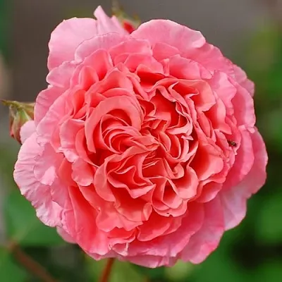 Саженцы роз ЛОРАН КАБРОЛЬ шраб  Саженцы роз ЛОРАН КАБРОЛЬ шраб в Костроме