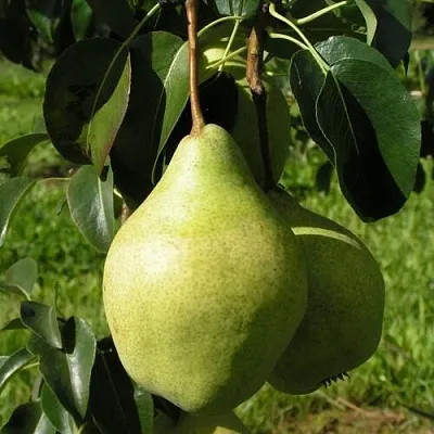 Груша МИНСКАЯ колонновидная  Груша МИНСКАЯ колонновидная в Костроме