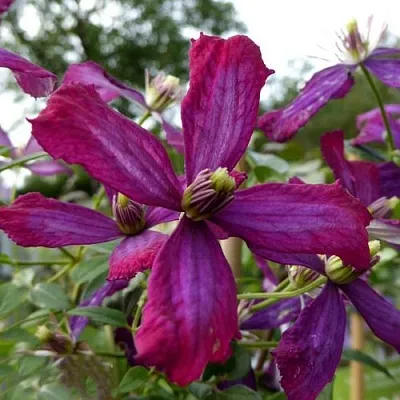 Клематис СВИТ САММЕР ЛАВ  Клематис СВИТ САММЕР ЛАВ в Костроме