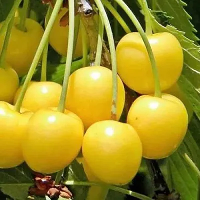 Черешня РОССОШАНСКАЯ ЗОЛОТАЯ  Черешня РОССОШАНСКАЯ ЗОЛОТАЯ в Костроме