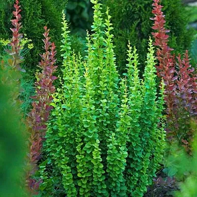 Барбарис ЭРЕКТА тунберга  Барбарис ЭРЕКТА тунберга в Костроме