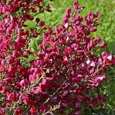 Ракитник БОСКОП РУБИ   Ракитник БОСКОП РУБИ  в Костроме