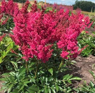 Астильба ЛАКИ ДЕЙ Арендса в Костроме