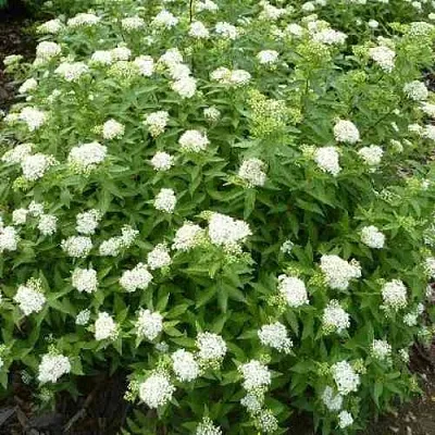 Спирея АЛЬБИФЛОРА японская  Спирея АЛЬБИФЛОРА японская в Костроме