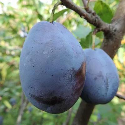 Слива АМЕРС  Слива АМЕРС в Костроме