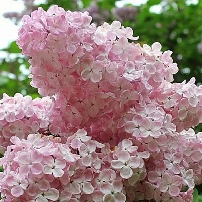 Сирень ВЕЧЕРНИЙ ЗВОН  Сирень ВЕЧЕРНИЙ ЗВОН в Костроме