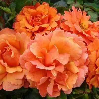 Саженцы роз БРИДЖ ОФ САЙЗ плетистая  Саженцы роз БРИДЖ ОФ САЙЗ плетистая в Костроме