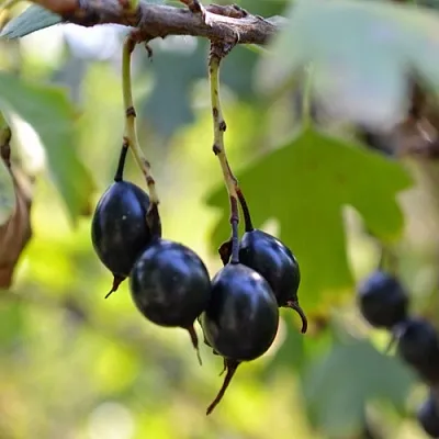 Смородина золотистая ДУСТЛИК в Костроме