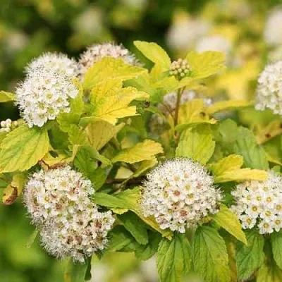 Пузыреплодник АНГЕЛ ГОЛД  Пузыреплодник АНГЕЛ ГОЛД в Костроме