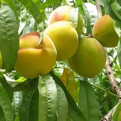 Персик СЕЯНЕЦ СТАРКА  Персик СЕЯНЕЦ СТАРКА в Костроме