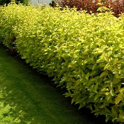 Комплект ДАРТС ГОЛД в Костроме