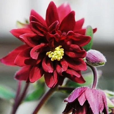 Аквилегия РУБИ ПОРТ обыкновенная в Костроме