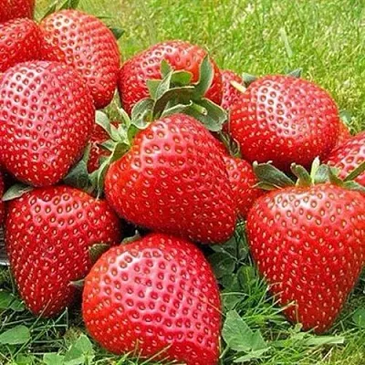 Клубника ЭЛИАНЕ  Клубника ЭЛИАНЕ в Костроме