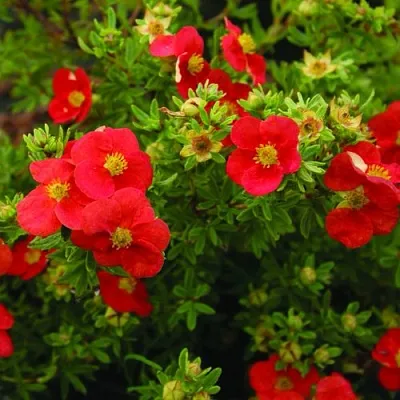 Лапчатка РЕД АЙС кустарниковая  Лапчатка РЕД АЙС кустарниковая в Костроме