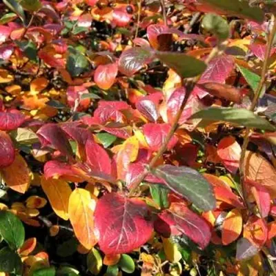 Кизильник блестящий в Костроме