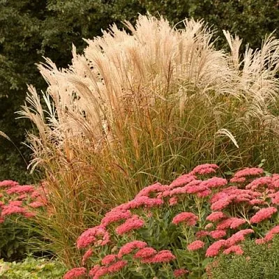 Злаки Злаки в Костроме