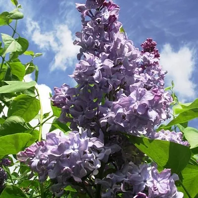 Сирень КРЫЛЬЯ НАДЕЖДЫ  Сирень КРЫЛЬЯ НАДЕЖДЫ в Костроме