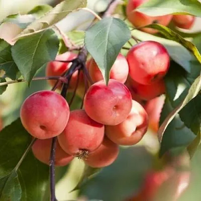 Яблоня ВИШНЕПЛОДНАЯ декоративная  Яблоня ВИШНЕПЛОДНАЯ декоративная в Костроме