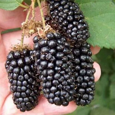 Ежевика ЛОХ НЕСС бесшипная  Ежевика ЛОХ НЕСС бесшипная в Костроме