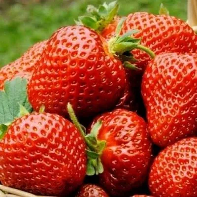 Клубника ФЛОРЕНС в Костроме