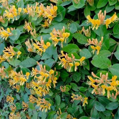 Жимолость ТЕЛЬМАНА в Костроме