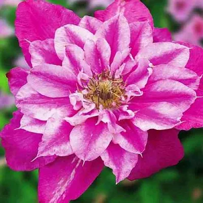 Клематис МАЙ ДАРЛИНГ   Клематис МАЙ ДАРЛИНГ  в Костроме