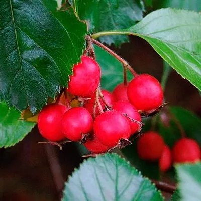 Боярышник ЛЮДМИЛ  Боярышник ЛЮДМИЛ в Костроме