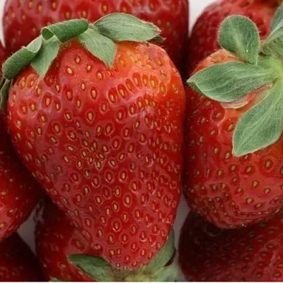 Клубника ФЛАМИНИЯ в Костроме