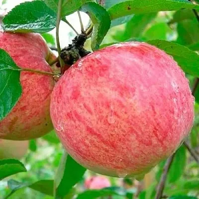 Яблоня КОРИЧНОЕ ПОЛОСАТОЕ  Яблоня КОРИЧНОЕ ПОЛОСАТОЕ в Костроме