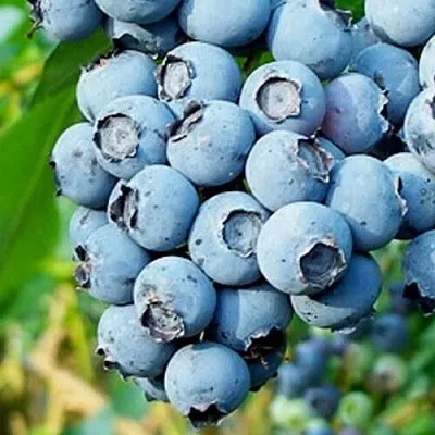 Голубика БРИГИТТА БЛЮ в Костроме